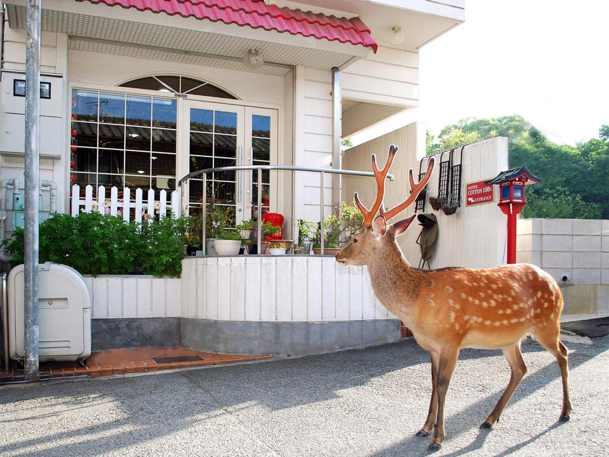 Nara - Hotel / Vacation STAY 47950 Esterno foto